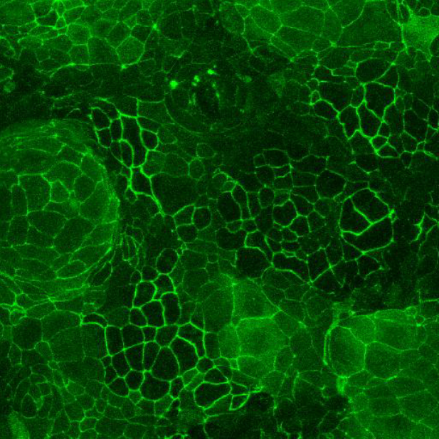 Caco-2 and HT-29 Permeabilty Assay