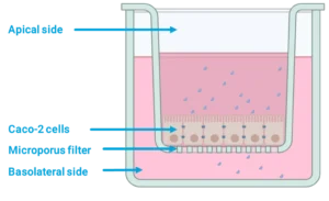 Transwell-model-well-10
