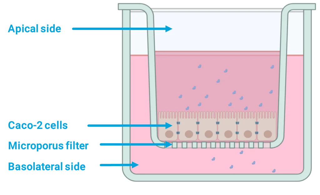 Transwell-model-well-10