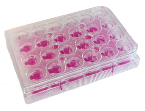 24-well transwell plate