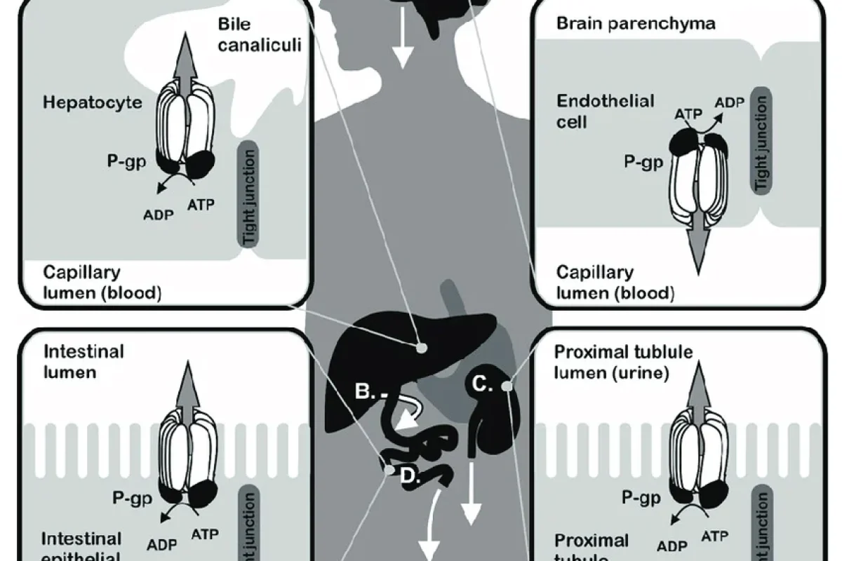 Biological-function-of-P-glycoprotein-P-gp-in-various-tissues-A-The-blood-brain