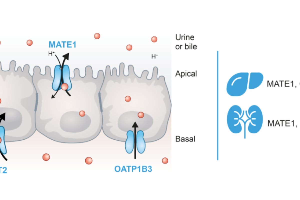 Drug clearance The role of hepatic and renal transporters