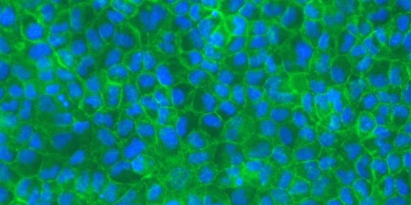 MDCKII Permeabilty Assay