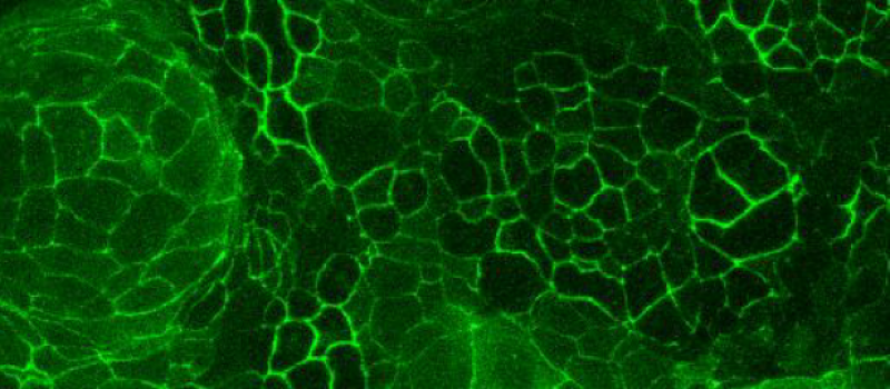Caco-2 and HT-29 Permeabilty Assay​