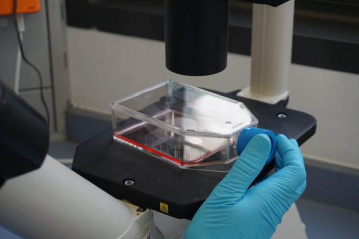 caco-2-permeability-assay-protocol