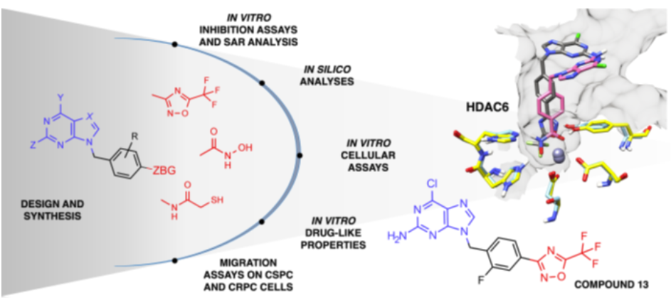 Graphical image of the study in which compound 13 was found to be a potent inhibitor of HDAC6 by tests such as molecular design and synthesis.